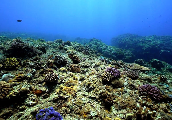海底宮殿 - 美人魚課程平台: 青の洞窟 美人魚課程 X 水底攝影